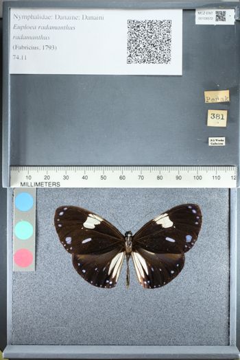 Media type: image;   Entomology 159372